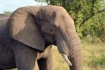 African Elephants, tusk, ivory, AMEV01P08_12.0492