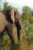 African Elephants, AMEV01P08_13.0492