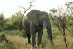 African Elephants, AMEV01P08_14.0492
