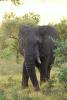 African Elephants, AMEV01P08_16.0493