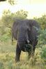 African Elephants, AMEV01P08_17.0493