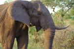 African Elephants, AMEV01P08_18.0493