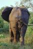 African Elephants, AMEV01P08_19.0493