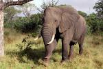 African Elephants, tusk, ivory, AMEV01P09_01.0494