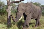 African Elephants, tusk, ivory, AMEV01P09_02.0494