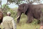 African Elephants, ecotourism, eco-tourism, eco tourism, tusk, ivory, AMEV01P09_03.0494