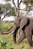 African Elephants, tusk, ivory, AMEV01P09_04.0494