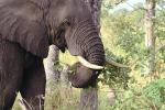 African Elephants, tusk, ivory, AMEV01P09_05.0494