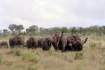 African Elephants, AMEV01P09_06.0494