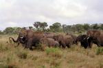 African Elephants, AMEV01P09_07.0494