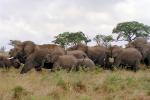 African Elephants, AMEV01P09_08.0494