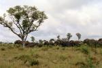 African Elephants, AMEV01P09_09.0494