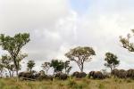 African Elephants, AMEV01P09_10.0494