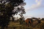 African Elephants, AMEV01P09_14.0493