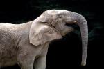 African Elephant, AMEV01P09_15