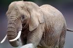 African Elephant, tusk, ivory, AMEV01P09_16