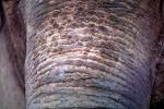 Nose, Probiscus, Trunk, Skin Texture, AMEV01P11_10