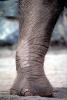 Foot, Leg, Skin Texture, AMEV01P11_12