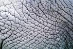 Elephant Skin Texture, AMEV01P12_03