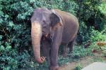 Asian Elephant, AMEV01P12_08