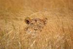 Lion, Male, Africa, AMFD01_001