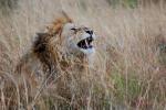 Lion, Male, Africa, AMFD01_004