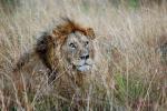 Lion, Male, Africa, AMFD01_005