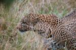 Cheetah, Africa, AMFD01_006