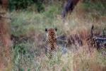 Cheetah, Africa, AMFD01_007