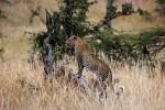 Cheetah, Africa, AMFD01_008