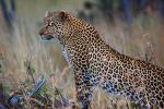 Cheetah, Africa, AMFD01_009