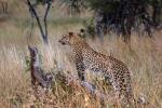 Cheetah, Africa, AMFD01_010