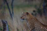 Cheetah, Africa, AMFD01_011