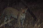 Cheetah, Africa, AMFD01_012