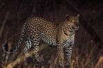 Cheetah, Africa, AMFD01_013