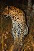 Cheetah, Africa, AMFD01_014