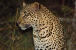 Cheetah, Africa, AMFD01_015
