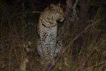 Cheetah, Africa, AMFD01_017
