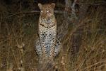 Cheetah, Africa, AMFD01_018