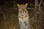 Cheetah, Africa, AMFD01_019