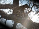 Leopard, Africa, AMFD01_020