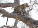 Leopard, Africa, AMFD01_021