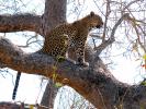 Leopard, Africa, AMFD01_022