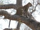 Leopard, Africa, AMFD01_024