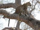 Leopard, Africa, AMFD01_025