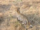 Leopard, Africa, AMFD01_026