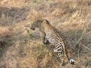 Leopard, Africa, AMFD01_027