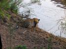 Leopard, Africa, AMFD01_028