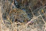 Leopard, Africa, AMFD01_029