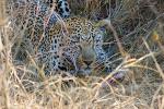 Leopard, Africa, AMFD01_030